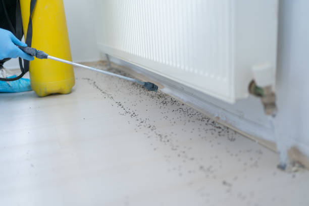 Best Affordable Pest Control Services  in Post Falls, ID